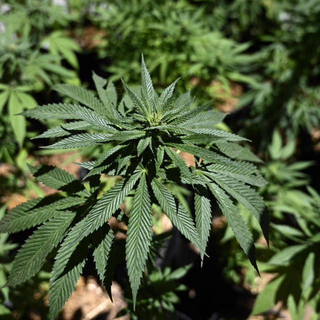 Stabljika marihuane / Ilustracija