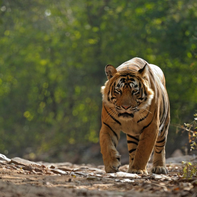 Ilustracija, bengalski tigar