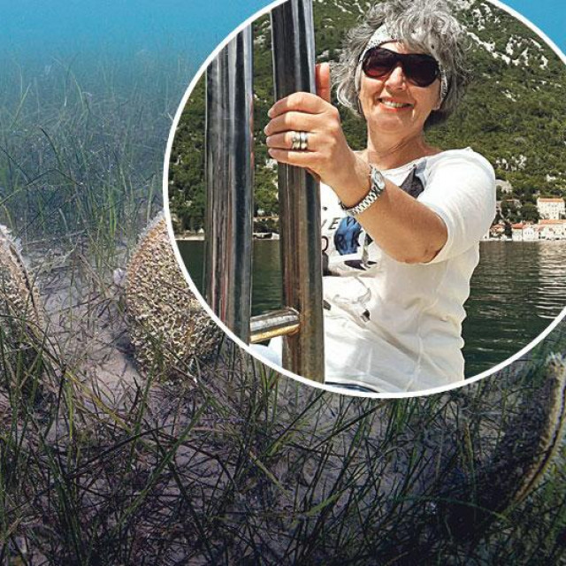 Goranka Ivanković roneći na ušću potkraj rujna zapazila je žive periske