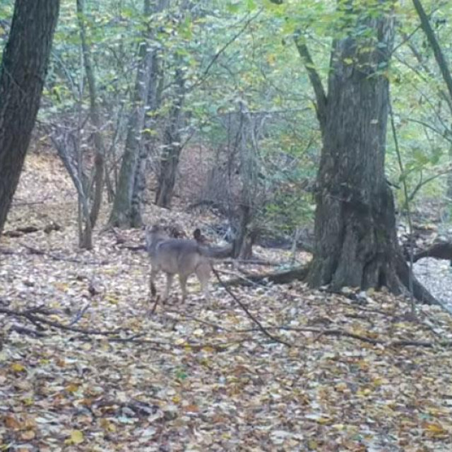 Vuk u Parku prirode Papuk