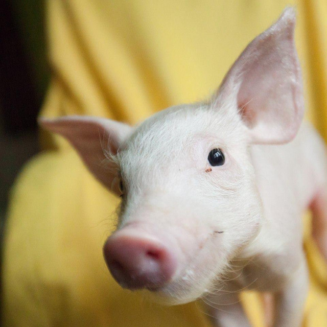 super ljilja, svinja, osijek