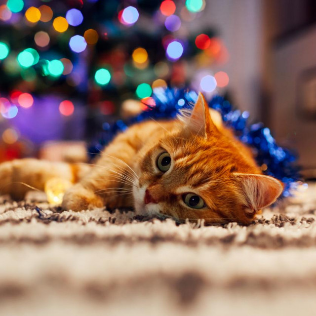 Ginger cat playing with garland and tinsel under Christmas tree at home. Christmas and New year concept