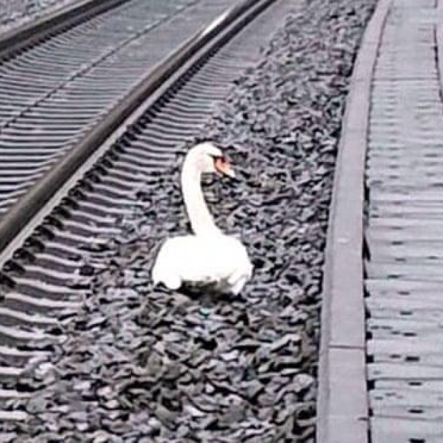 Ožalošćeni labud na pruzi