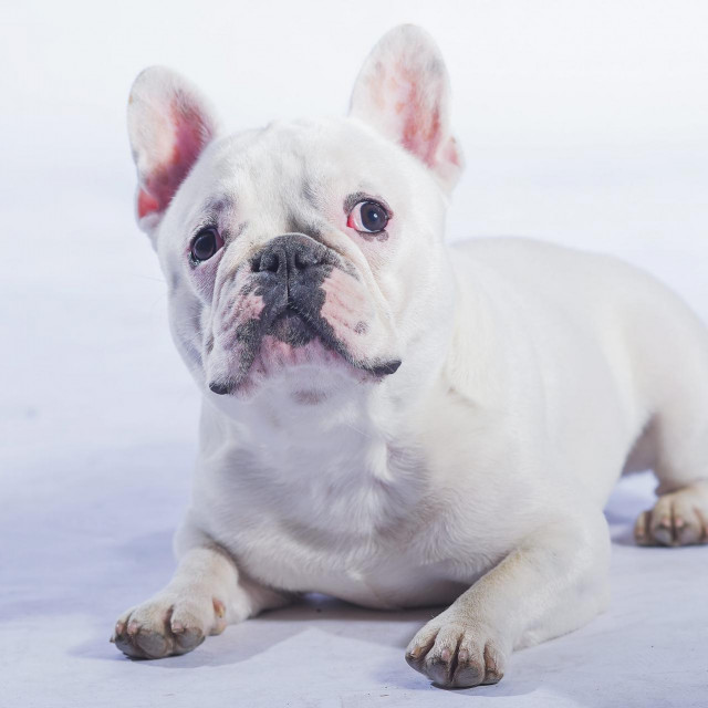 Zagreb, 240914.
Pas iz grada, francuski buldog Churchill.