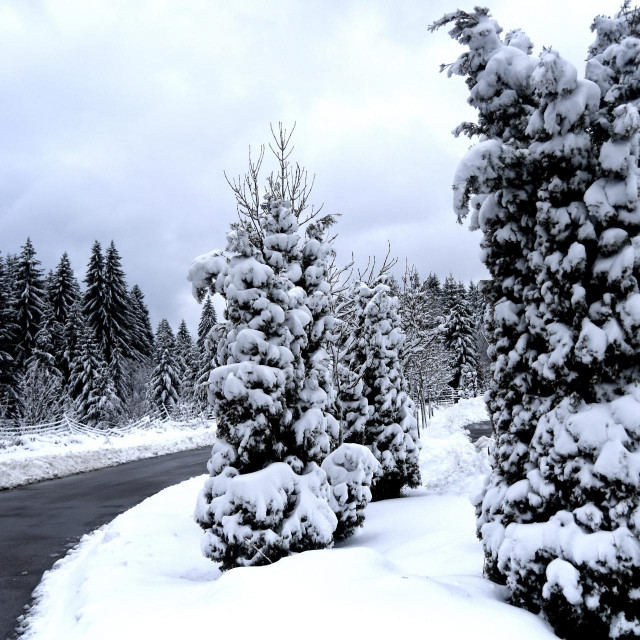 Snijeg u Gorskom kotaru, ilustracija