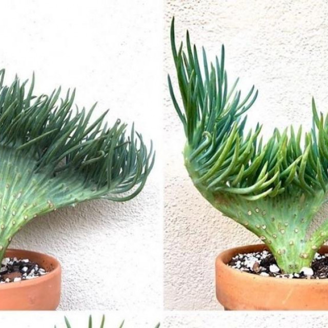 Crested Senecio Vitalis