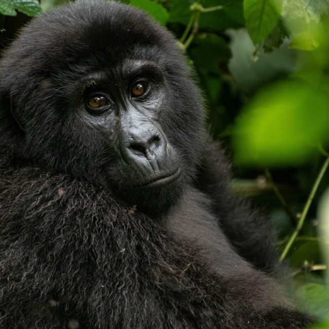A magnificent member of the gorilla nest is relaxed, gazing towards the camera. UGANDA: THE ADORABLE moment a mischievous baby gorilla disturbed its mother as she tried to get some shut eye has been captured by a British photographer. One image showed the baby gorilla clambering over its 15 stone mother?s face and chest as she tried to sleep, whilst another revealed it peeking through the trees towards the camera. In another image, the baby?s mum is pictured sitting upright and wide awake ready to play with her child. Teacher and photography enthusiast, Natasha Chapman (32) from Hemel Hempstead, UK, took the amazing snaps when she travelled from her current home in Tanzania to the heart of the Bwindi Impenetrable Forest, Uganda. Following a 16-hour bus ride and a trek that lasted over two hours, Natasha finally reached the gorilla?s nest and was met by these wonderful scenes. The images were captured on a Nikon D500 with a 70-200m Nikon lens. Gorillas share 98.3 percent of their DNA with humans and whilst they were taken off the World Wildlife Foundation?s critically endangered list in 2018, efforts are still ongoing by conservationists to ensure their populations continue to grow. mediadrumworldimages/Natasha Chapman,Image: 566460182, License: Rights-managed, Restrictions:, Model Release: no, Credit line: mediadrumworldimages/Natasha C/Media Drum World/Profimedia