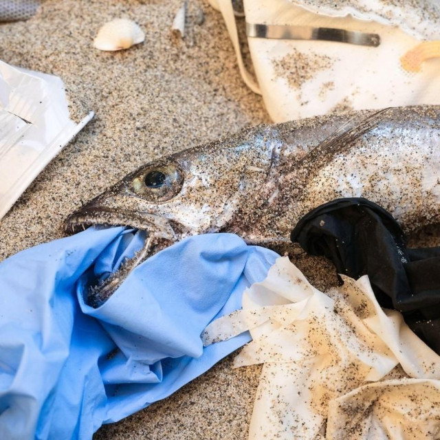 Plastic Garbage from dead cod fish mouth for medical disposable pollution on sandy sea coast, coronavirus disease. High quality 4k footage,Image: 543052814, License: Royalty-free, Restrictions:, Model Release: no, Credit line: Paolo Galasso/Alamy/Alamy/Profimedia