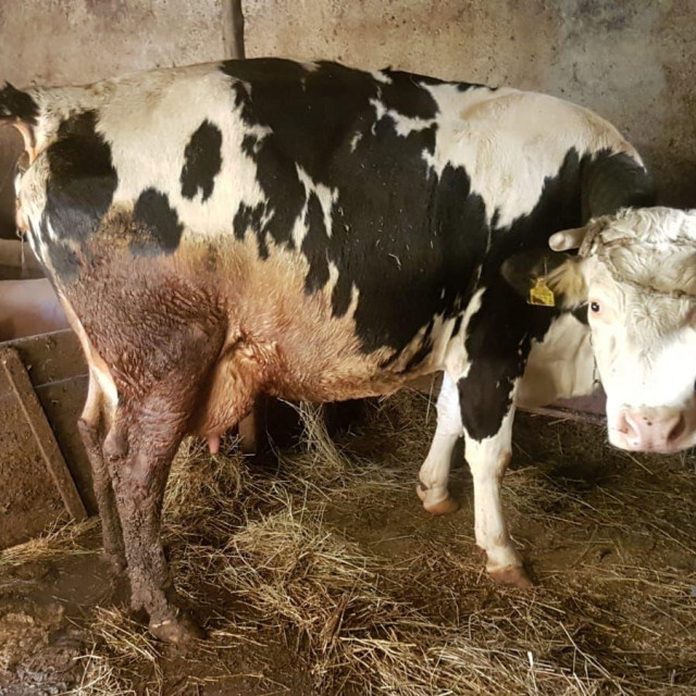 Krava Sarava i svinje, foto: Farmica