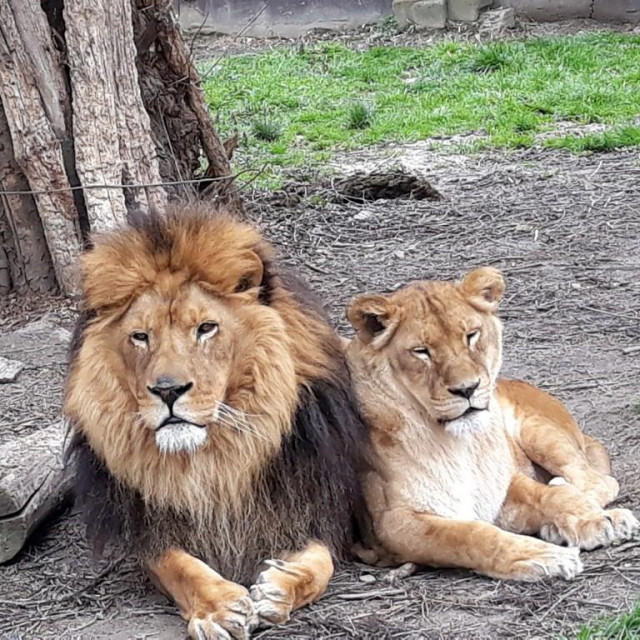 zooloski osijek lavica