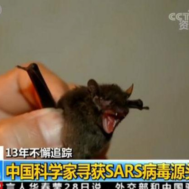 Eksperimentiranje sa šišmišima