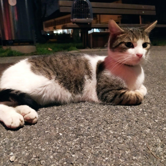 Mačak na Pešćenici, foto: ZOO Zagreb