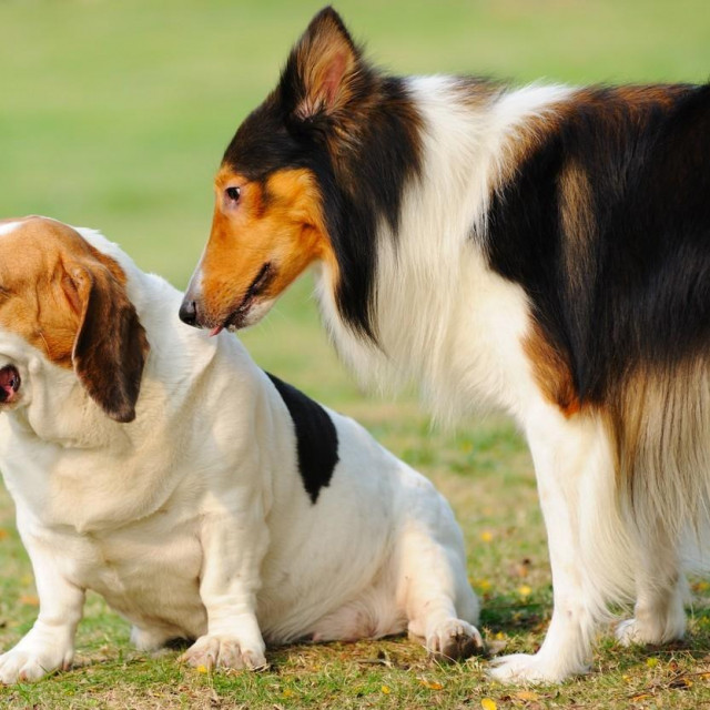 Two dogs playing together in the lawn,Image: 168573591, License: Royalty-free, Restrictions:, Model Release: no, Credit line: Yangfei Wu/Panthermedia/Profimedia