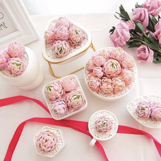 Instagram @todaysucculent