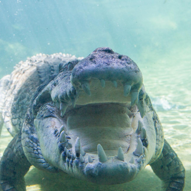 Ilustracija, krokodil