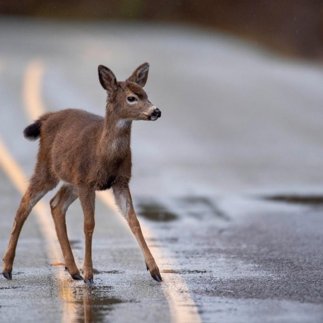 January 12, 2021, Elkton, OREGON, U.S.A: On a rainy day near Elkton in rural western Oregon, a black tailed deer fawn makes its way across a rain slick road. The National Weather Service is predicting heavy rain for the area over the next few day with the possibility of minor flooding.,Image: 582851930, License: Rights-managed, Restrictions:, Model Release: no, Credit line: Robin Loznak/Zuma Press/Profimedia