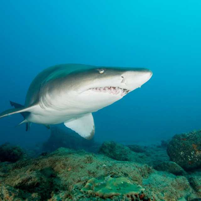 Morski pas; ilustracija