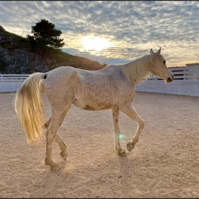 konj mabruk, privatni album, ustupile bračke šape