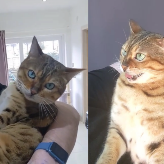 Profesionalni glazbenik Danny i njegov mačak Tinker postaju glazbeno-internetska seznacija