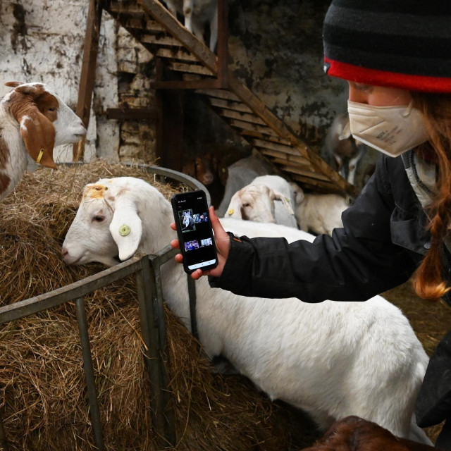 Britanka osmislila unosan online posao uz pomoć svojih koza