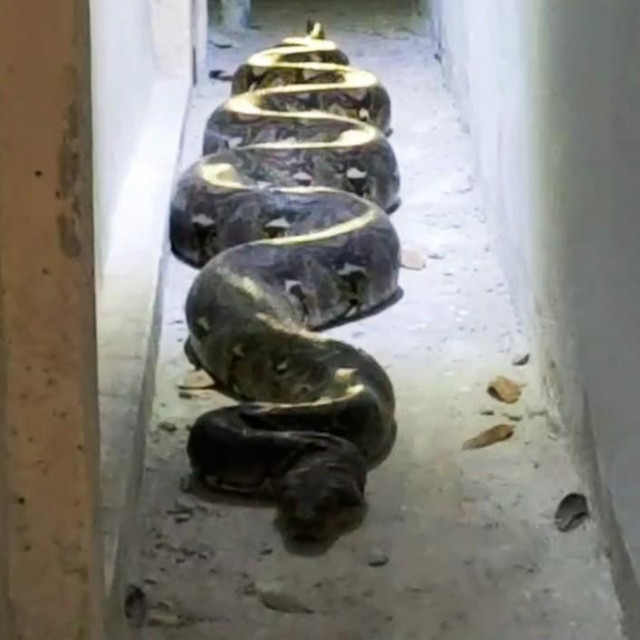 Divovski piton pojeo je tri mačke