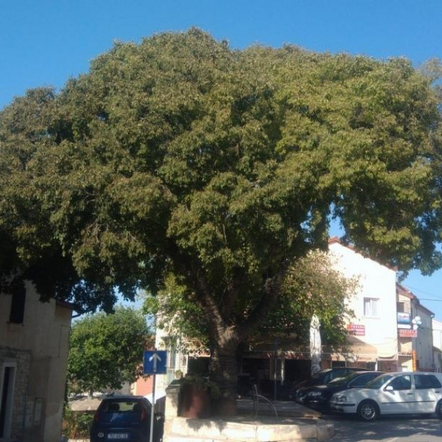 Najstarija Medulinka