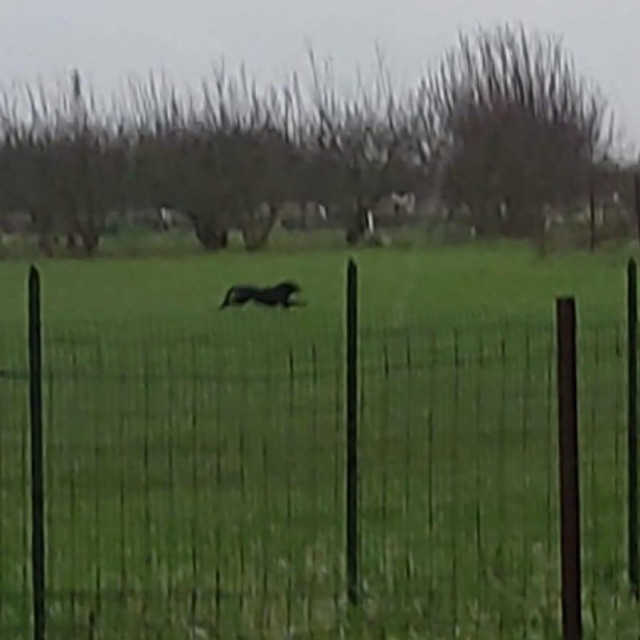 Crna pantera u Italiji