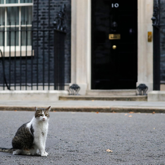 Mačak Larry na dužnosti, ispred svoje rezidencije