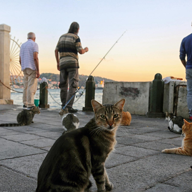 Mačke na mostu Galata među ribarima