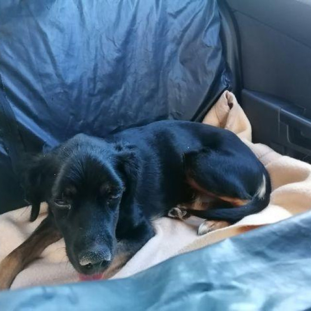 Pas Ari na putu za Zagreb