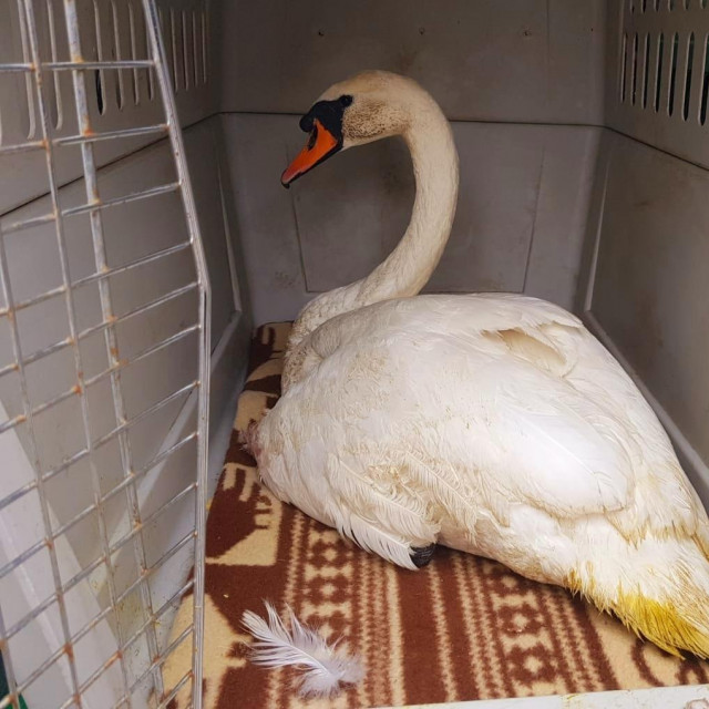 Labud prije puštanja