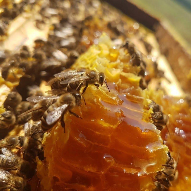 Ilustrativna fotografija