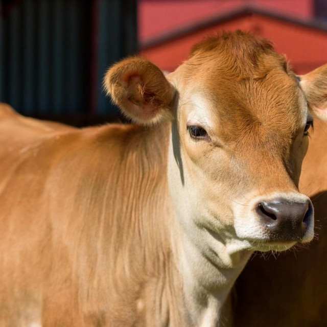 Image: 330334329, License: Rights-managed, Restrictions:, Model Release: no, Credit line: Ingemar Magnusson/Alamy/Alamy/Profimedia