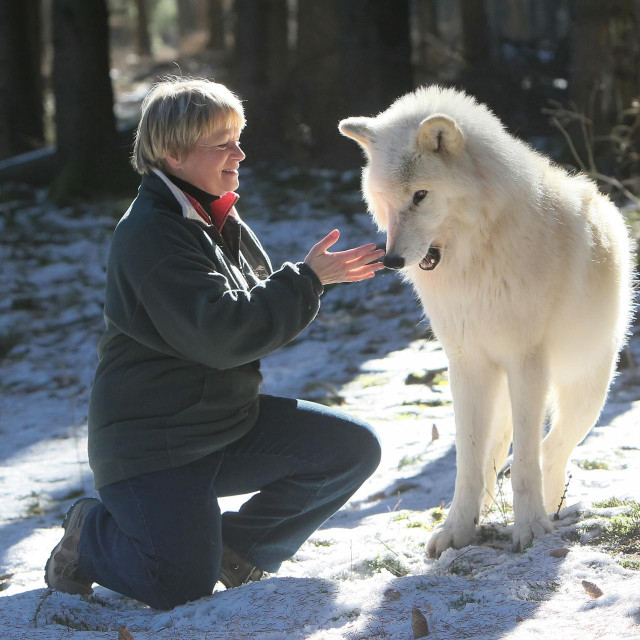 Radinger: Vuk kad ostari može računati da će ga drugi vukovi iz njegova čopora paziti, osigurati mu hranu i zaštitu.
foto: Tanja Askani