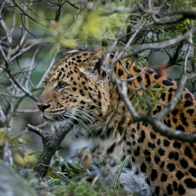 Kineski leopard
 