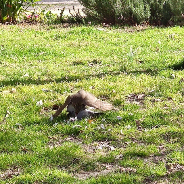 Kobac ptičar u Đardinu