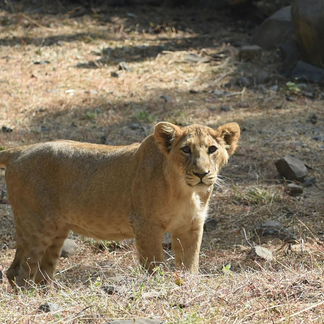This picture taken on January 7, 2021 shows a lion cub inside an enclosure at the Sakkarbaug Zoological Garden, which takes part in a captive breeding programme for endangered Asiatic lions, in Junagadh, some 320 kilometers from Ahmedabad. - An outbreak of a deadly viral disease among Asiatic lions in India's Gir forest is keeping conservationists on their toes amid fears that another epidemic could devastate the last surviving population of the endangered species. (Photo by SAM PANTHAKY/AFP)/TO GO WITH AFP STORY INDIA-ANIMAL-CONSERVATION-HEALTH-LIONS,FEATURE BY ABHAYA SRIVASTAVA