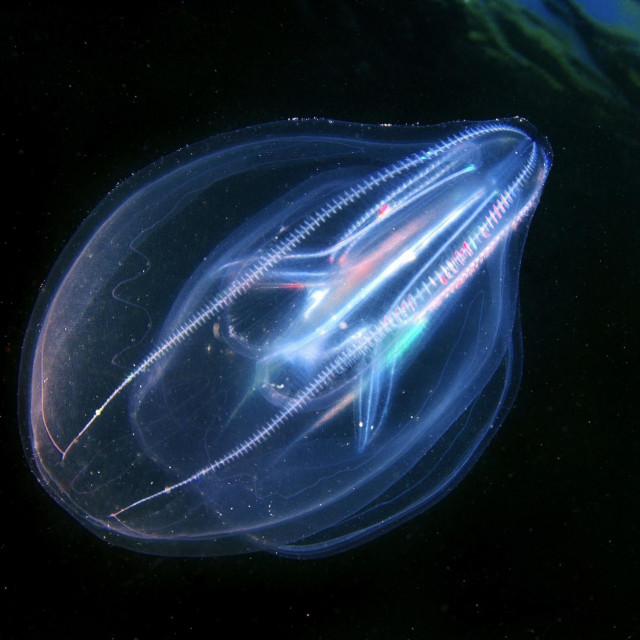 Rebraš snimljen u Crnom moru