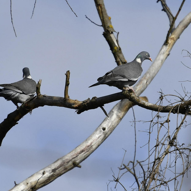 Zagreb, 270221.
Miscevecka 18, Savica.
Promatranje ptica za ljubitelje prirode u organizaciji udruge BIOM.
Na fotografiji: promatranje ptica.
