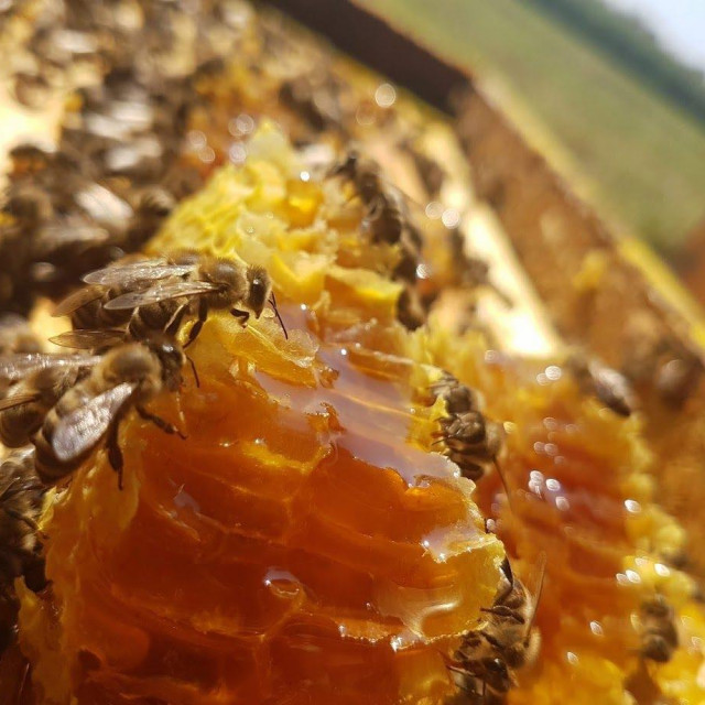 Ilustrativna fotografija