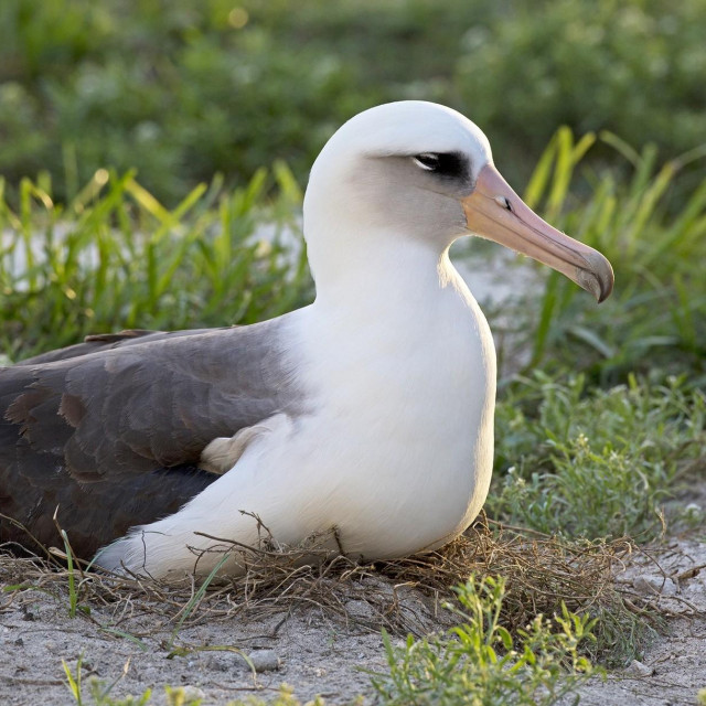Wisdom, najstarija poznata ženka albatrosa na svijetu