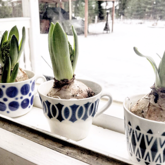 Instagram @casakorpilinna