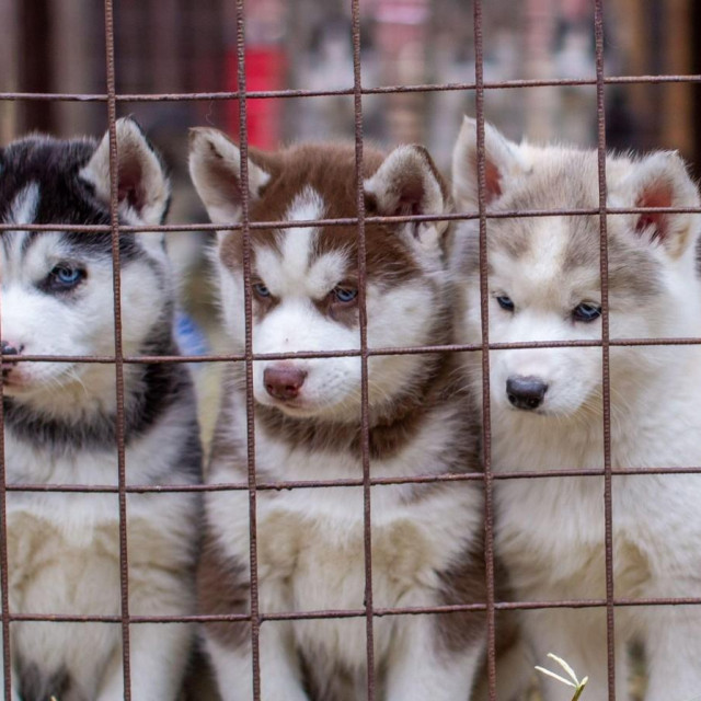 Mladi haski, ilustracija