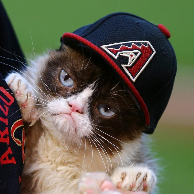 Grumpy cat