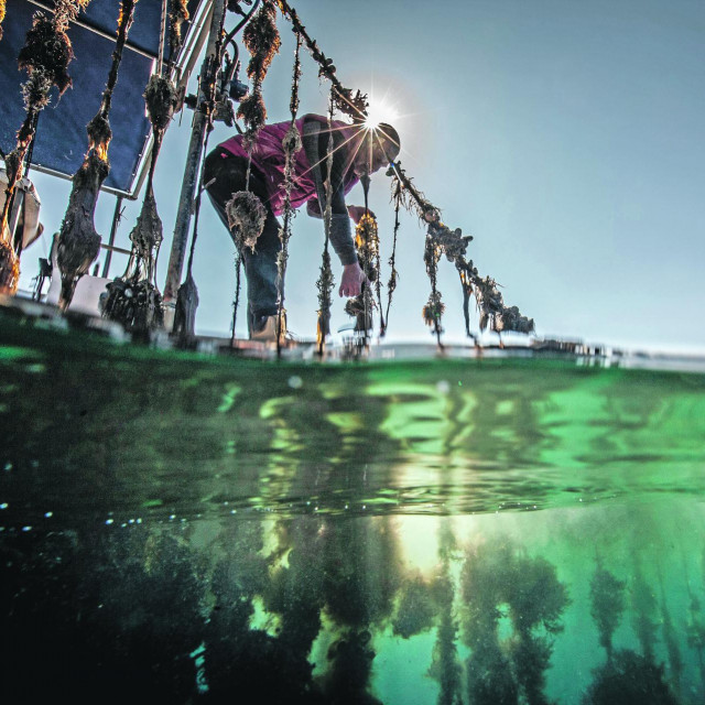 Uzgajivači kamenica iz Malog Stona. Na fotografiji: Josip Bazdan vadi kamenice iz uvale Bistrina.
