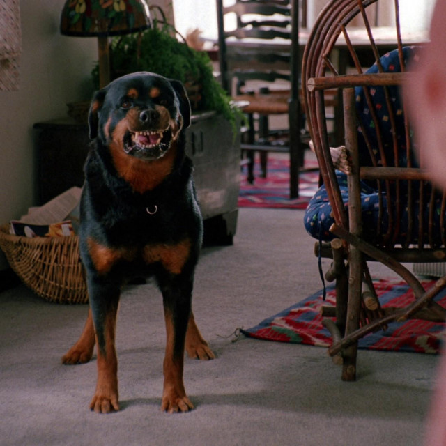 Rottweiler, Ilustracija