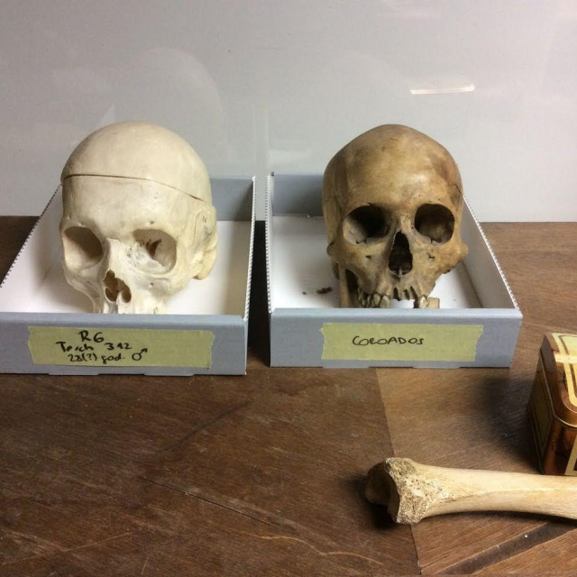 Lubanje iz zbirke muzeja