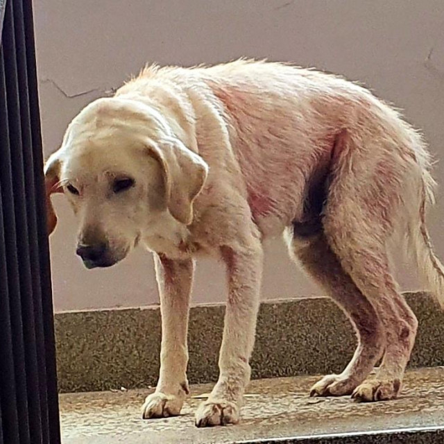 Pas Medo u vrijeme kad je pronađen