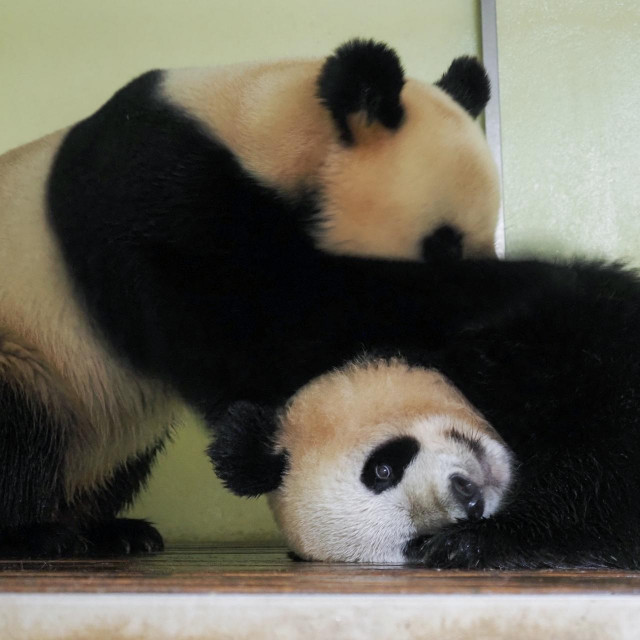 Huan Huan i Yuan Zi meet 