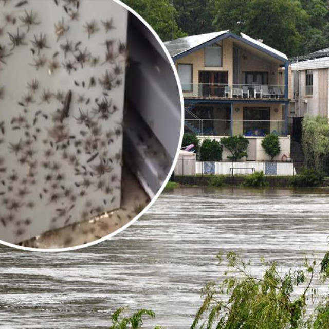 Poplave u Australiji izazvale najezdu pauka